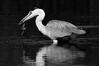 267 - HERON AT BREAKFAST BW - MARCHI FRANCO - italy <div